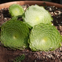 Photo de belgique - Le jardin botanique de Meise